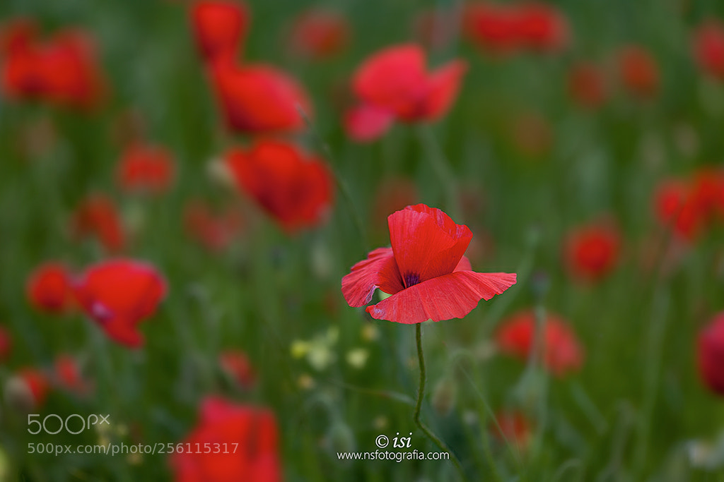 Canon EOS 5D Mark II sample photo. Amapolas photography