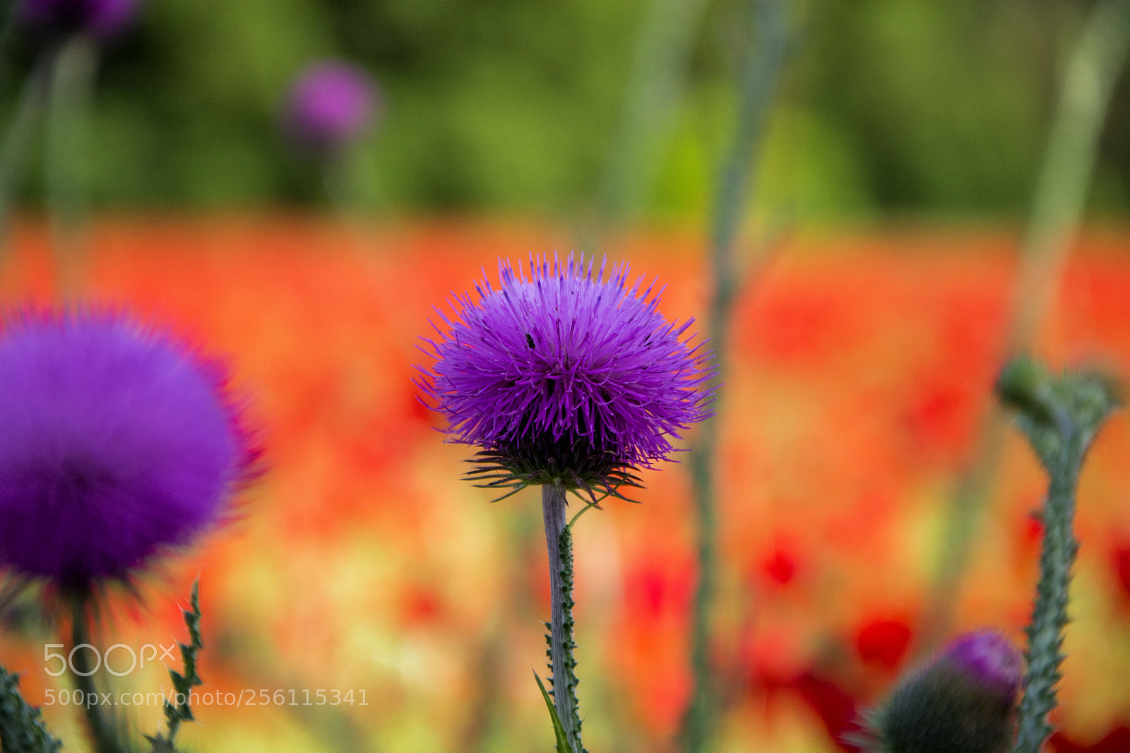 Nikon D5200 sample photo. Thistle photography