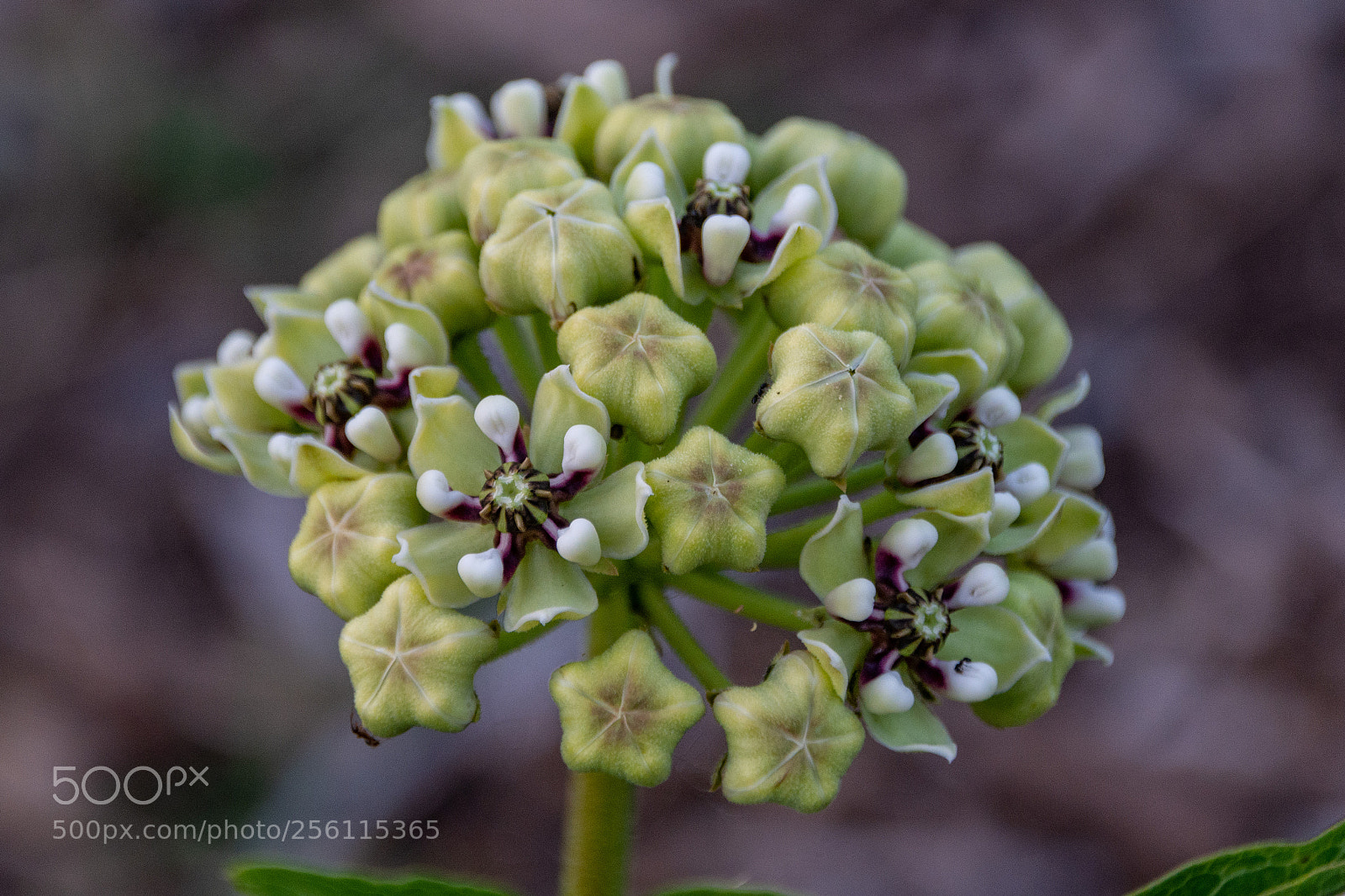 Nikon D7100 sample photo. Backyard - milkweed photography