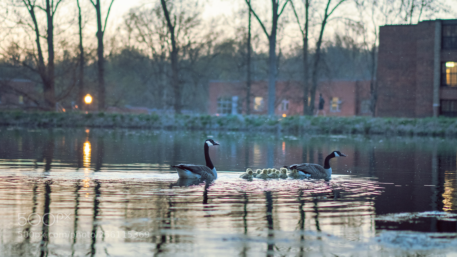 Sony a7R III sample photo. Goose photography