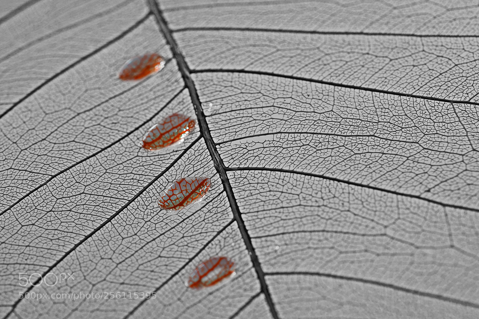 Olympus OM-D E-M10 II sample photo. 4 drops on a leaf photography