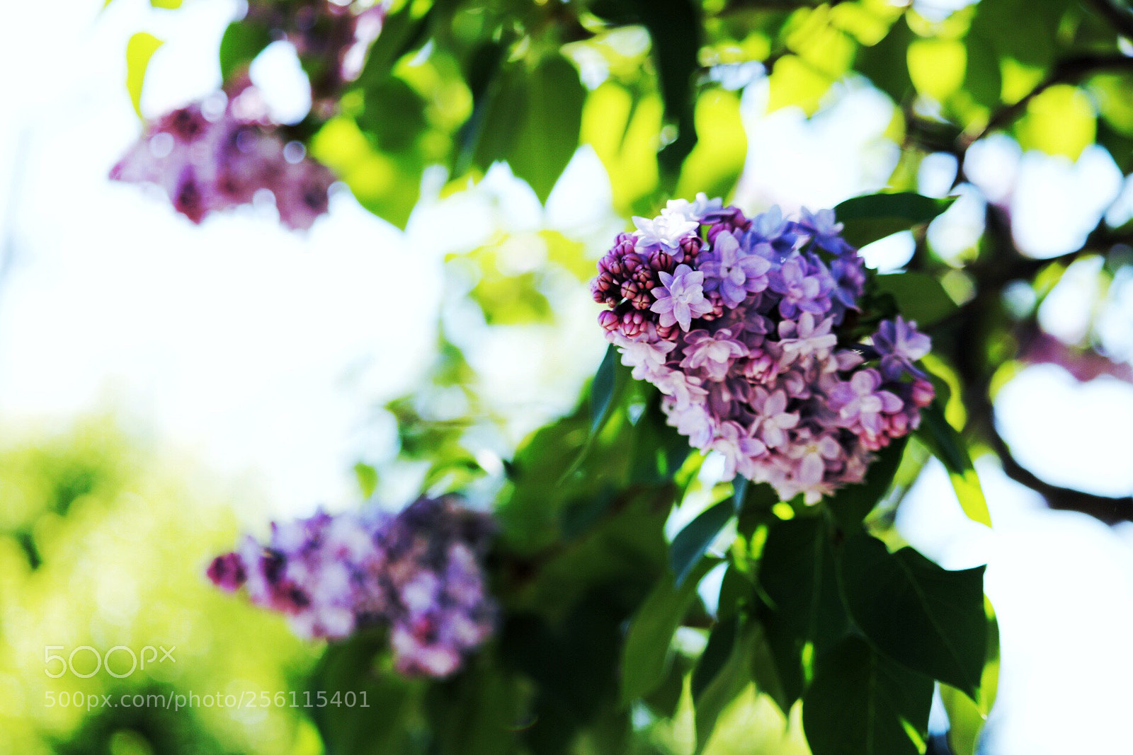 Canon EOS 750D (EOS Rebel T6i / EOS Kiss X8i) sample photo. Untitled photography