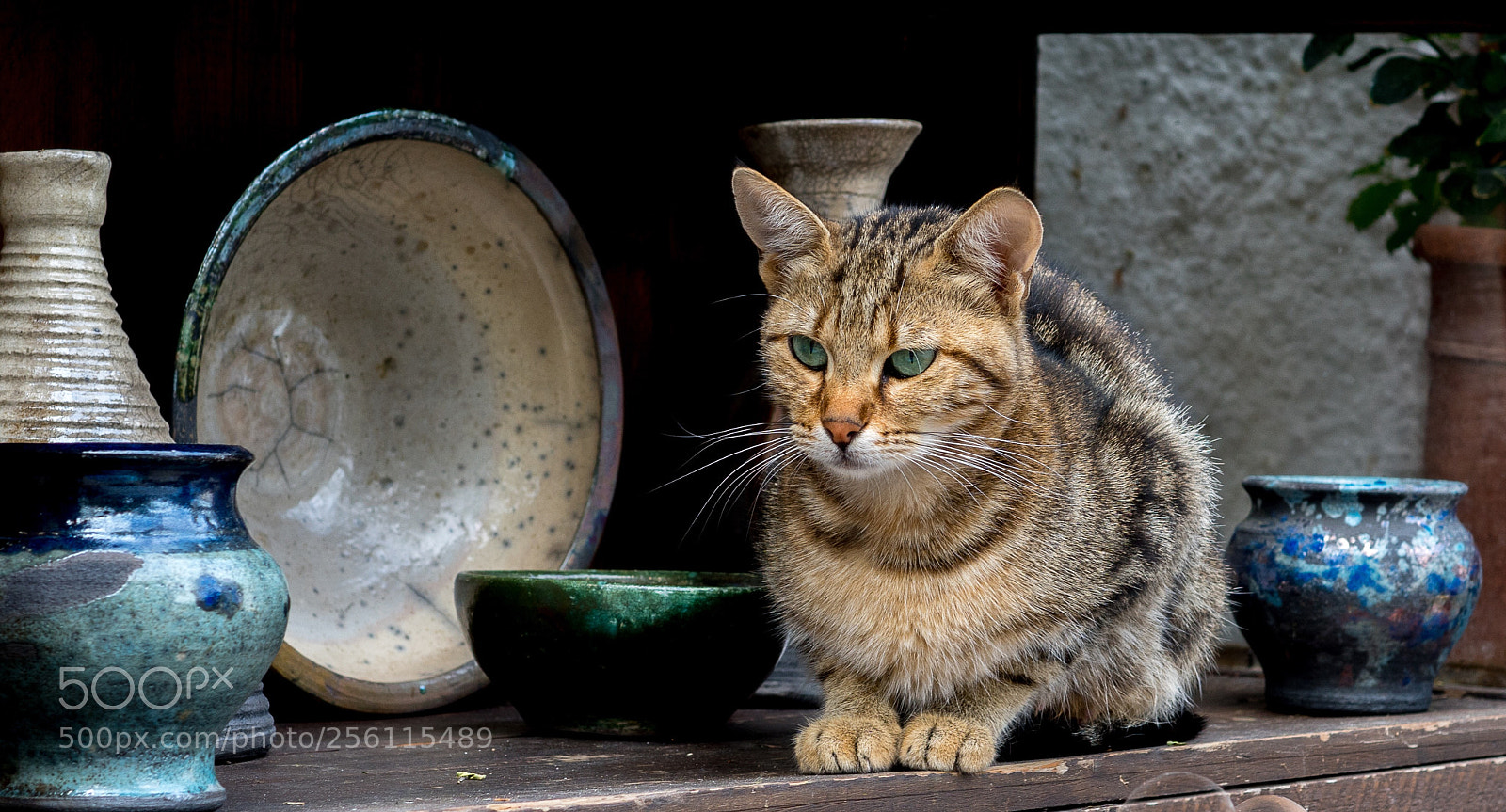 Sony ILCA-77M2 sample photo. Pottery cat photography