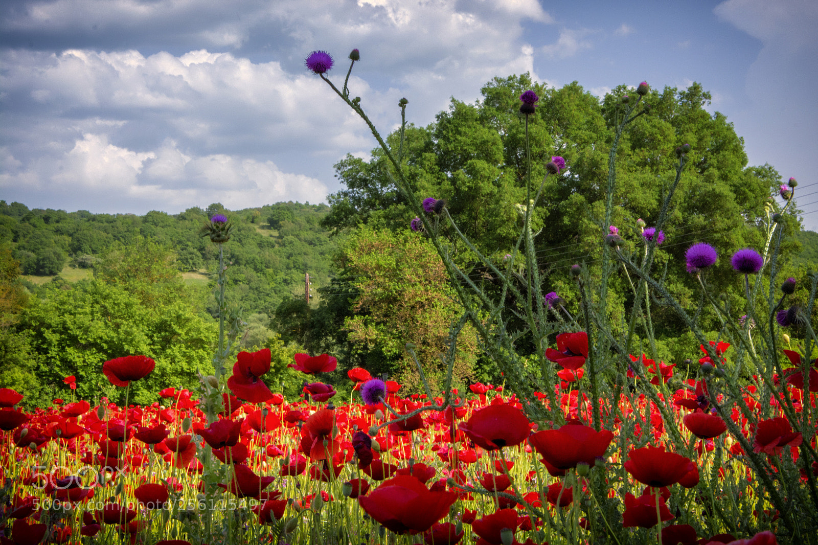 Nikon D5200 sample photo. Poppys & thistle photography