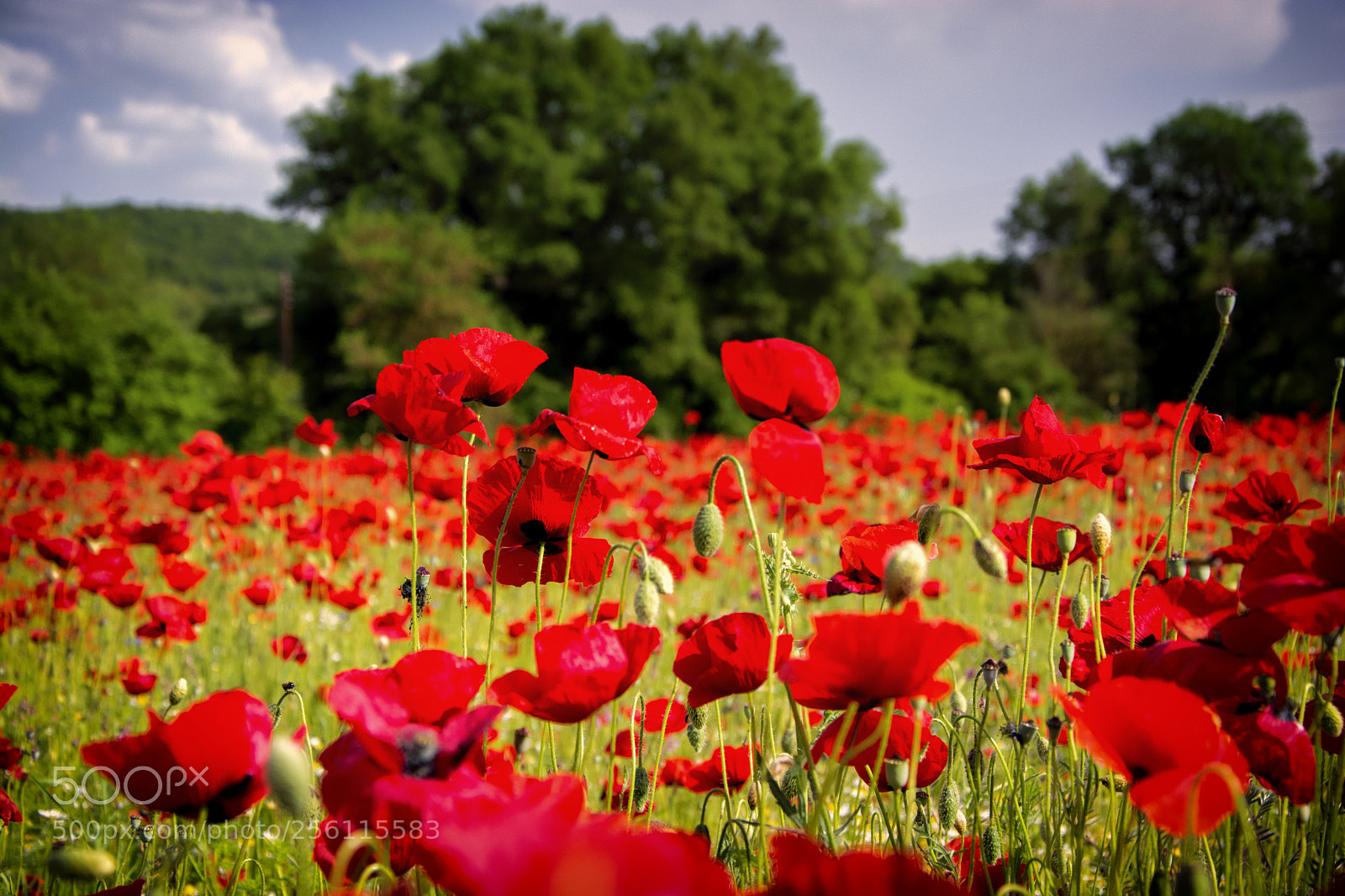 Nikon D5200 sample photo. Poppys photography
