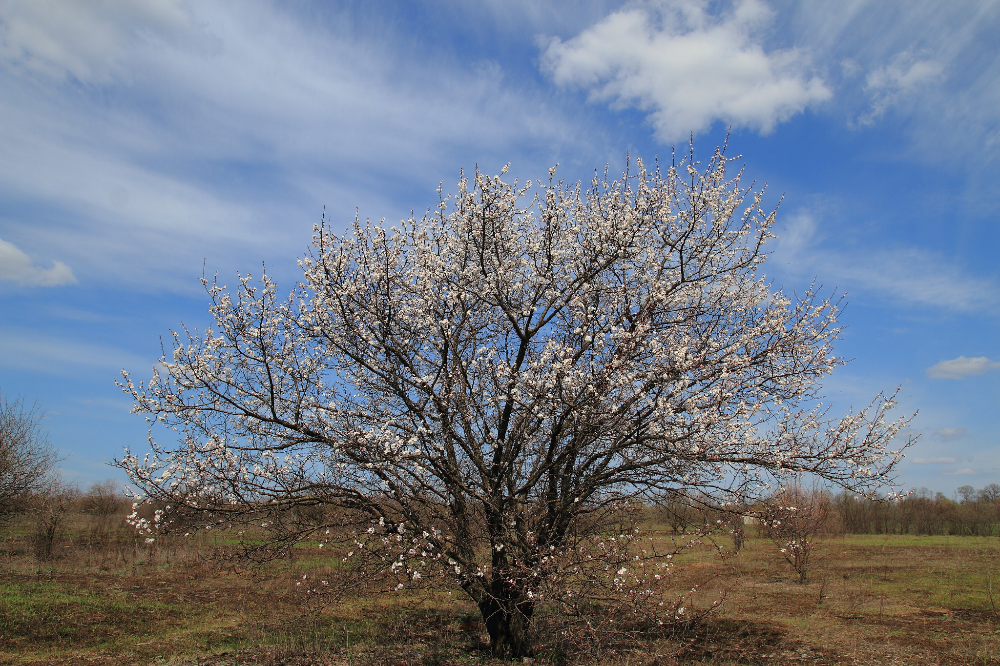 Tamron SP AF 17-50mm F2.8 XR Di II LD Aspherical (IF) sample photo. Img photography