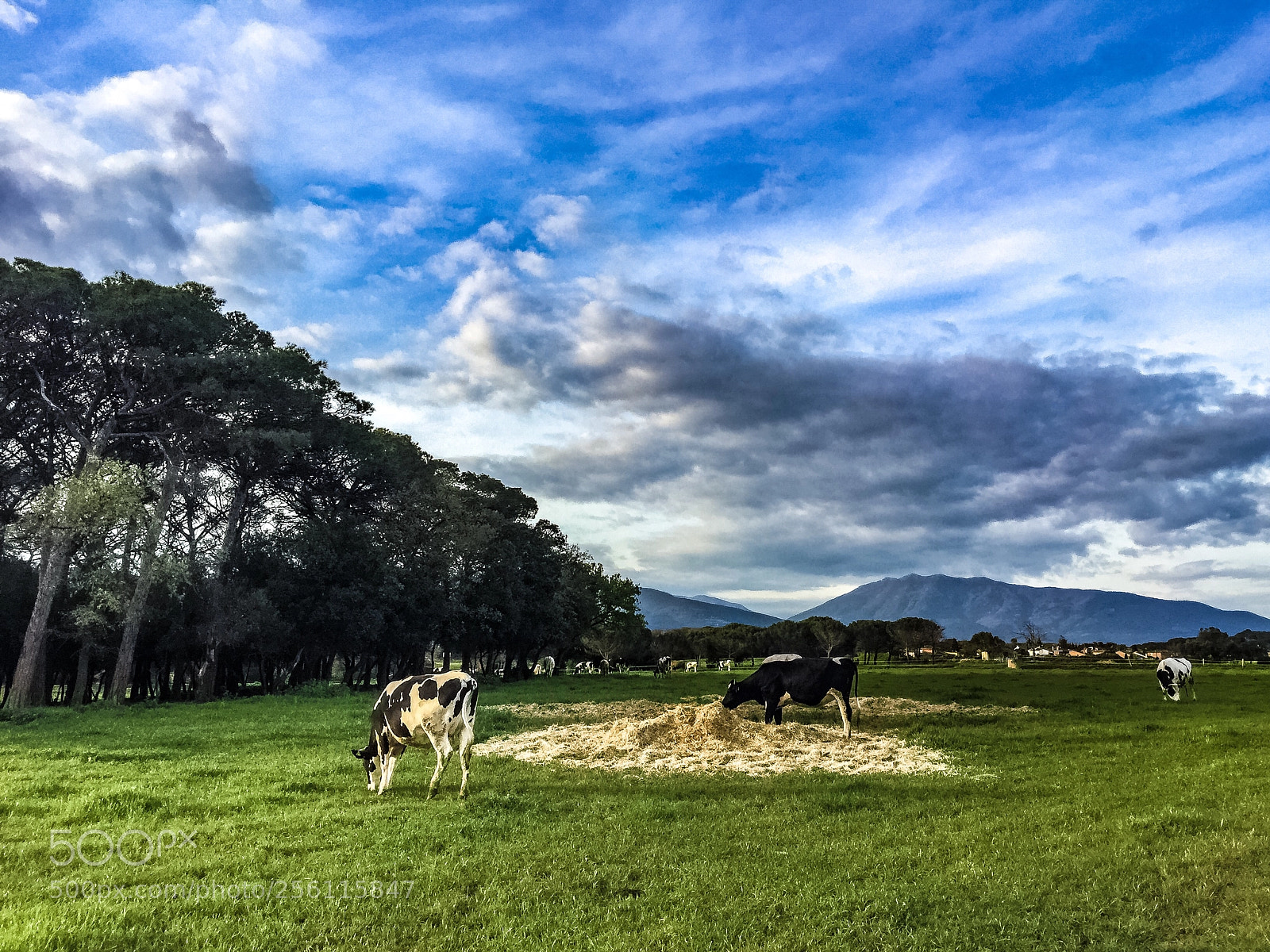 Apple iPhone 6 Plus sample photo. Bonitos privilegios. photography