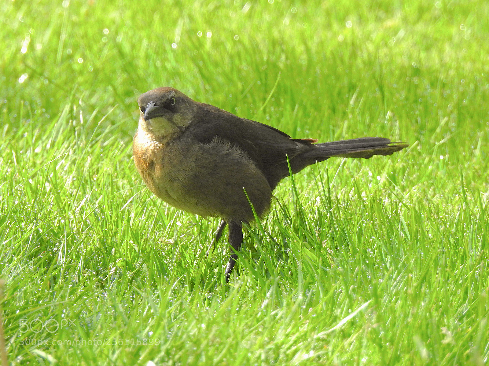 Nikon Coolpix P900 sample photo. Great-tailed grackle photography