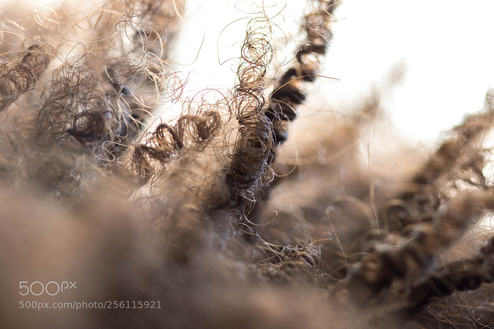 Canon EOS 7D Mark II sample photo. Springs forest photography