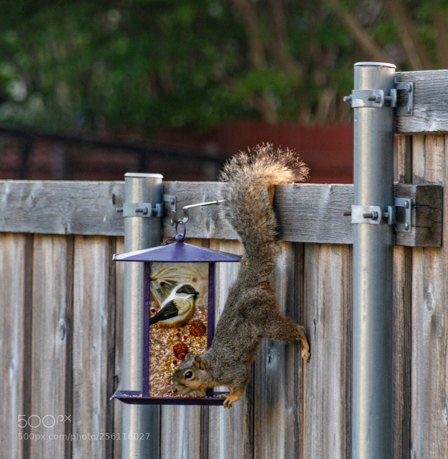 Nikon D7100 sample photo. Backyard - hanging around photography