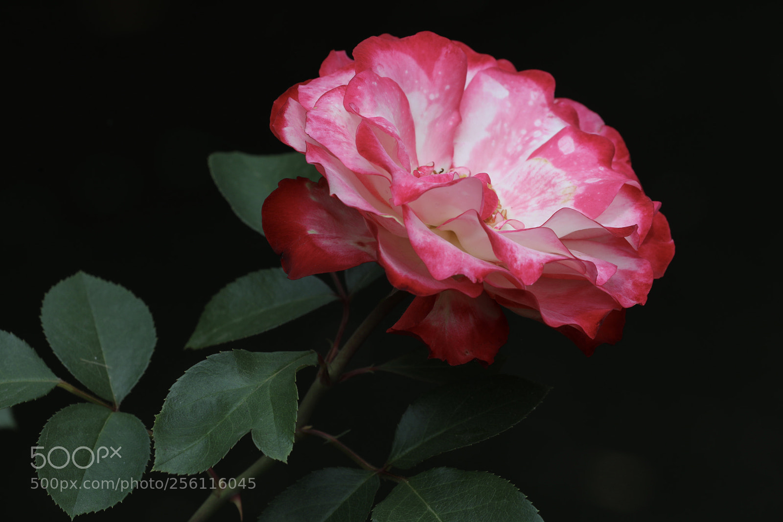 Canon EOS 5D Mark IV sample photo. 月季 photography
