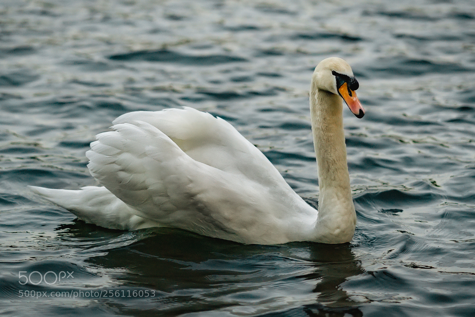 Sony a7R III sample photo. Evening swan photography