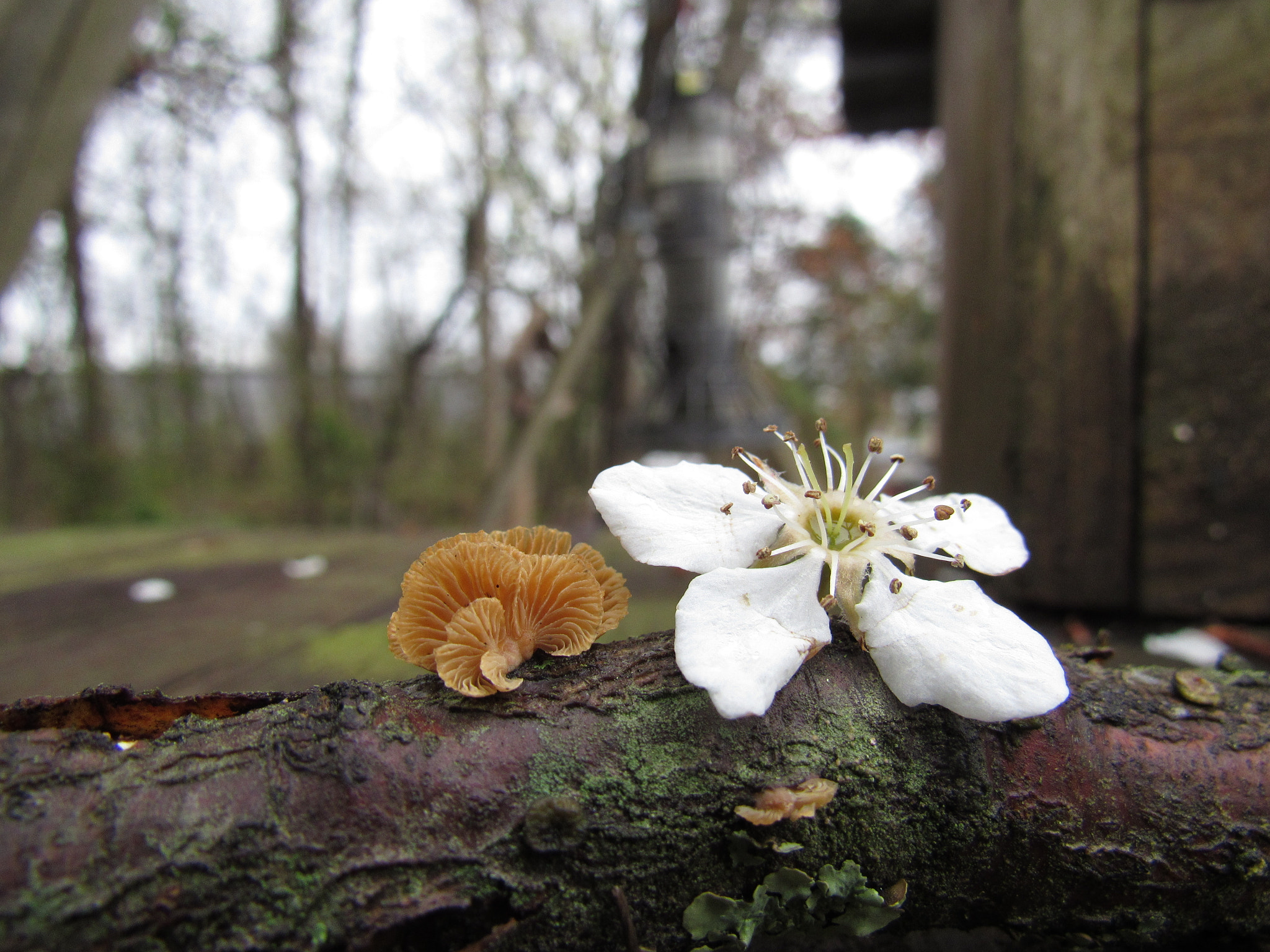 Canon PowerShot SX520 HS sample photo. Img photography
