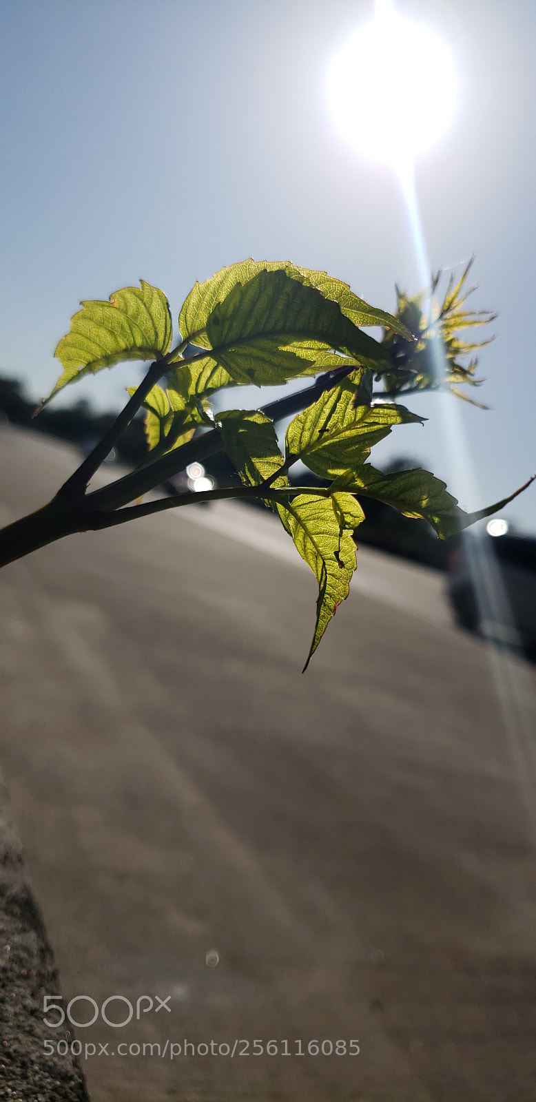 Samsung Galaxy S9 sample photo. Untitled photography