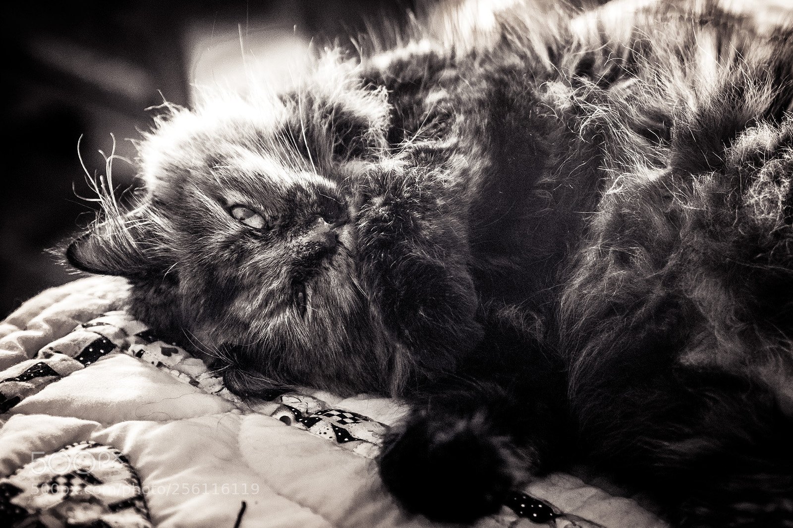 Olympus OM-D E-M1 Mark II sample photo. Lookingfortrouble photography