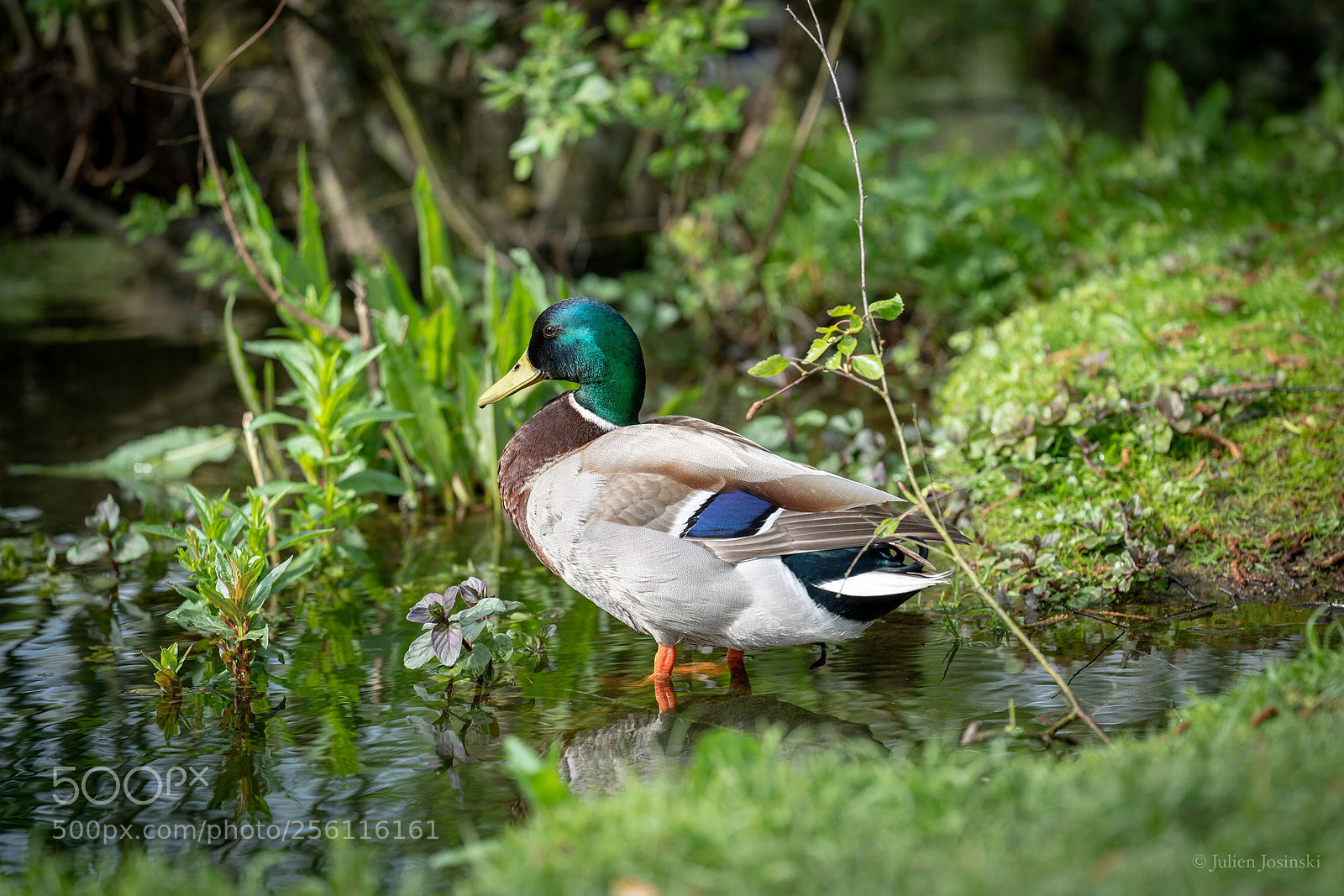 Sony a7R III sample photo. Colvert  photography
