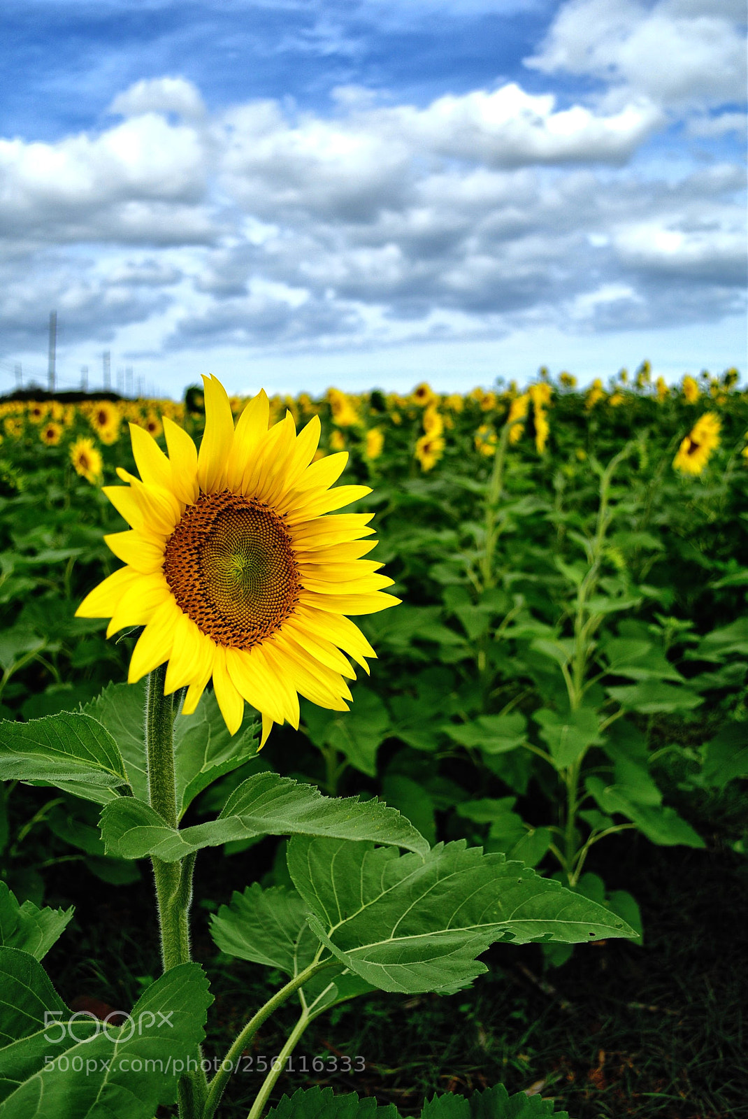 Nikon D5500 sample photo. 9 photography