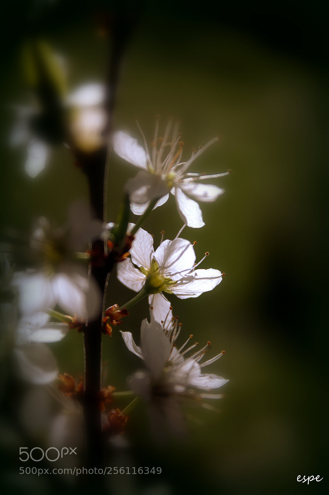 Canon EOS 1100D (EOS Rebel T3 / EOS Kiss X50) sample photo. Azahar photography
