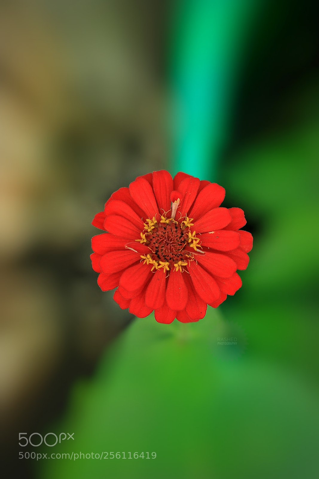 Canon EOS 7D Mark II sample photo. Untitled photography