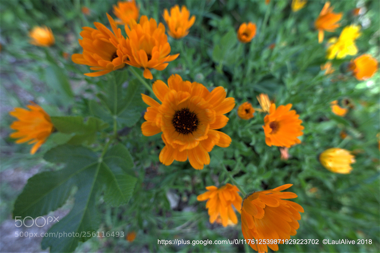 Canon EOS 5D sample photo. Fleur de marcevol photography