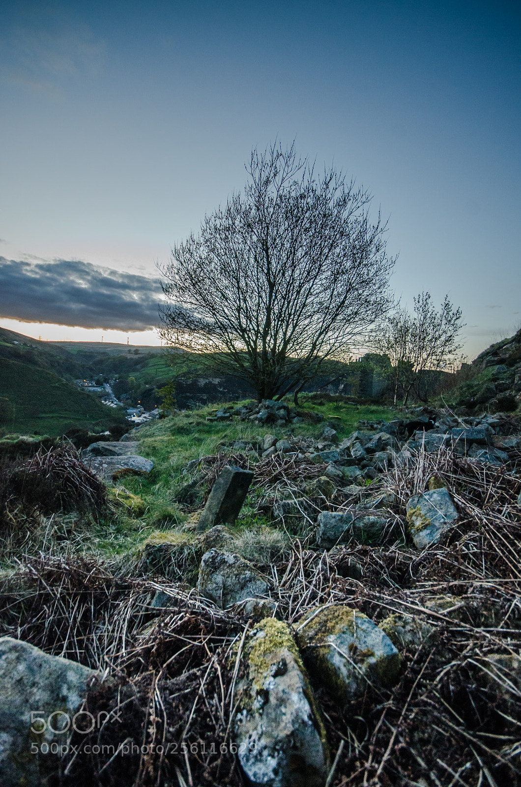 Nikon D7000 sample photo. Tree within rubble photography