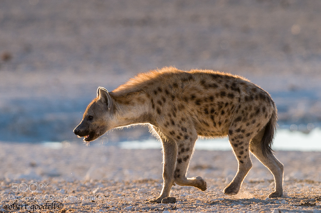 Nikon D300 sample photo. Hyena walk photography