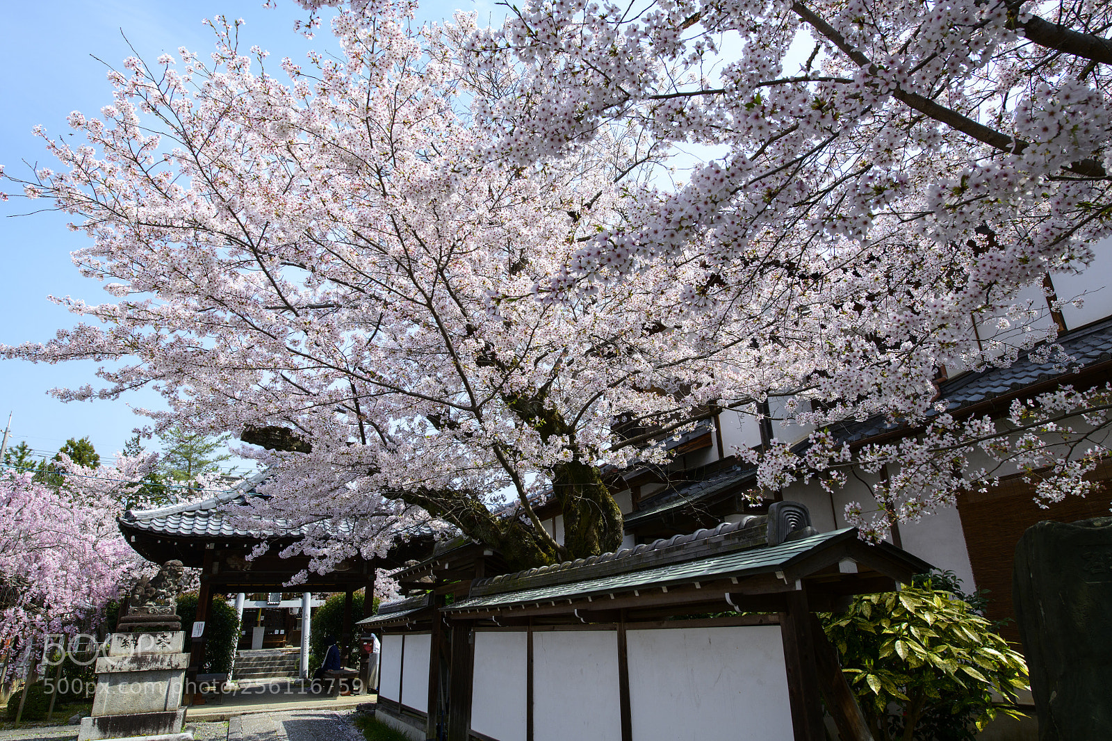 Nikon D850 sample photo. Sakura photography