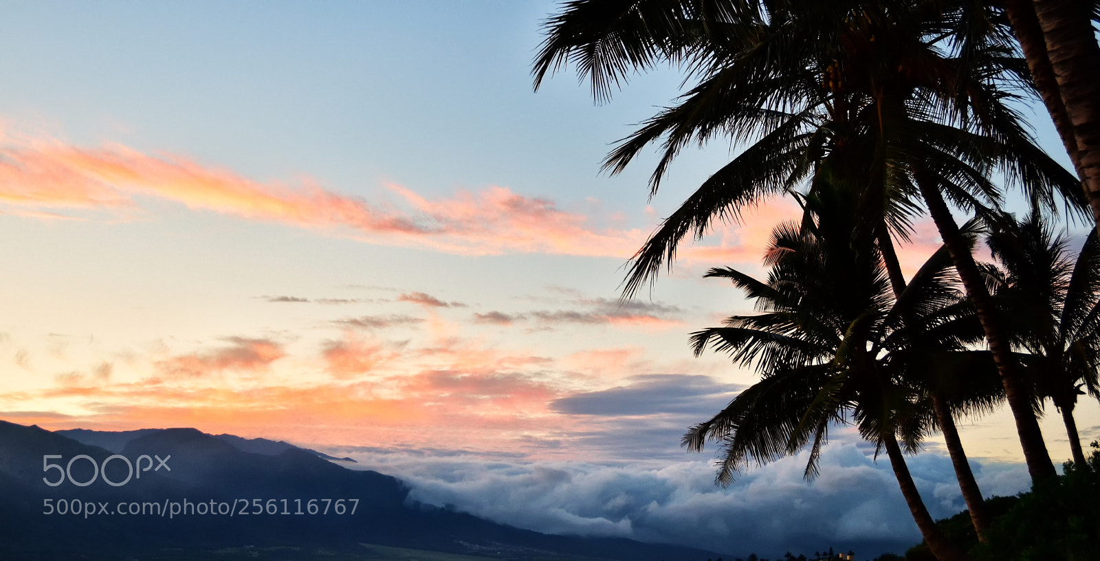 Nikon D5500 sample photo. 11 photography