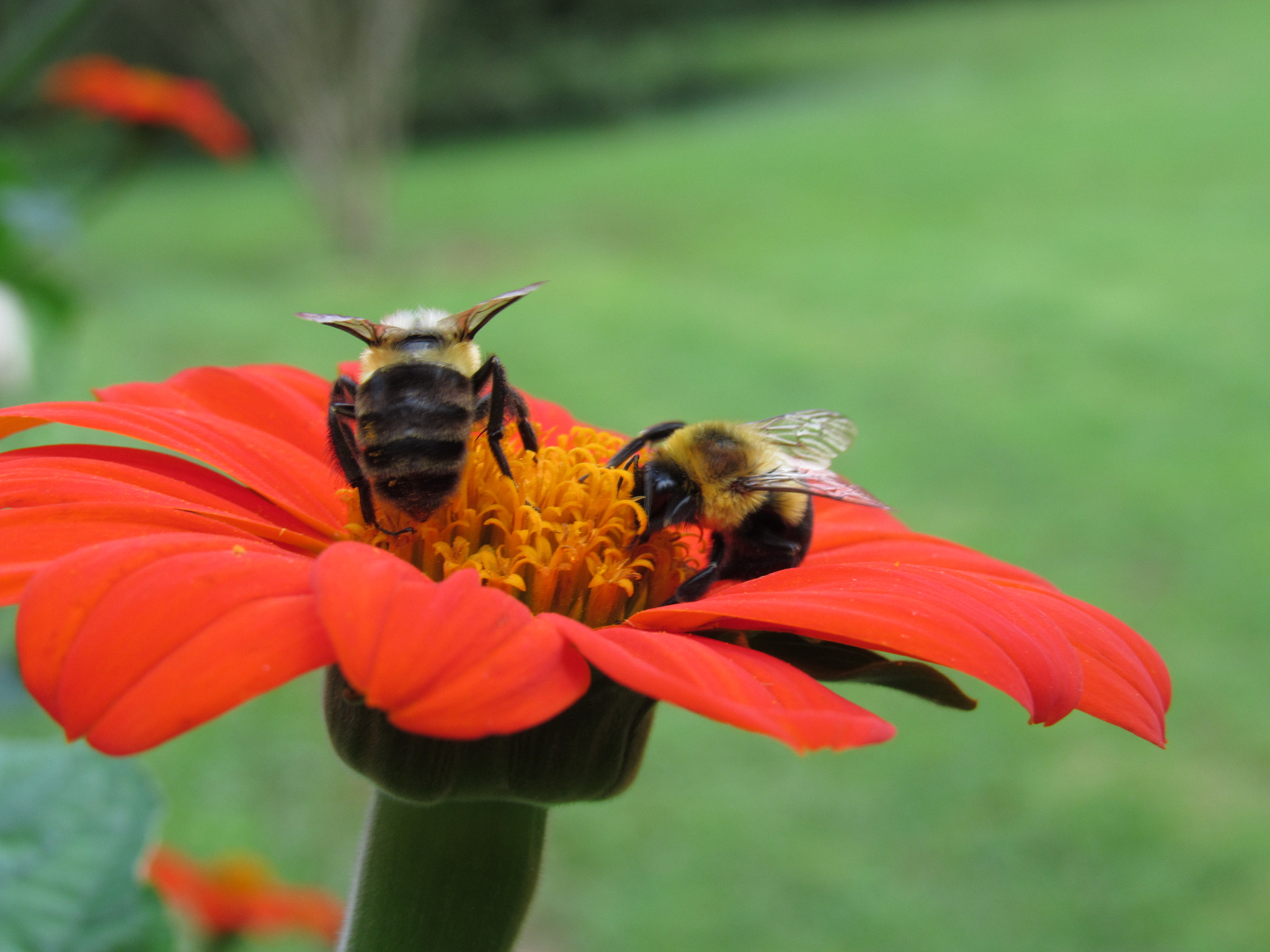 Canon PowerShot SX520 HS sample photo. Img photography