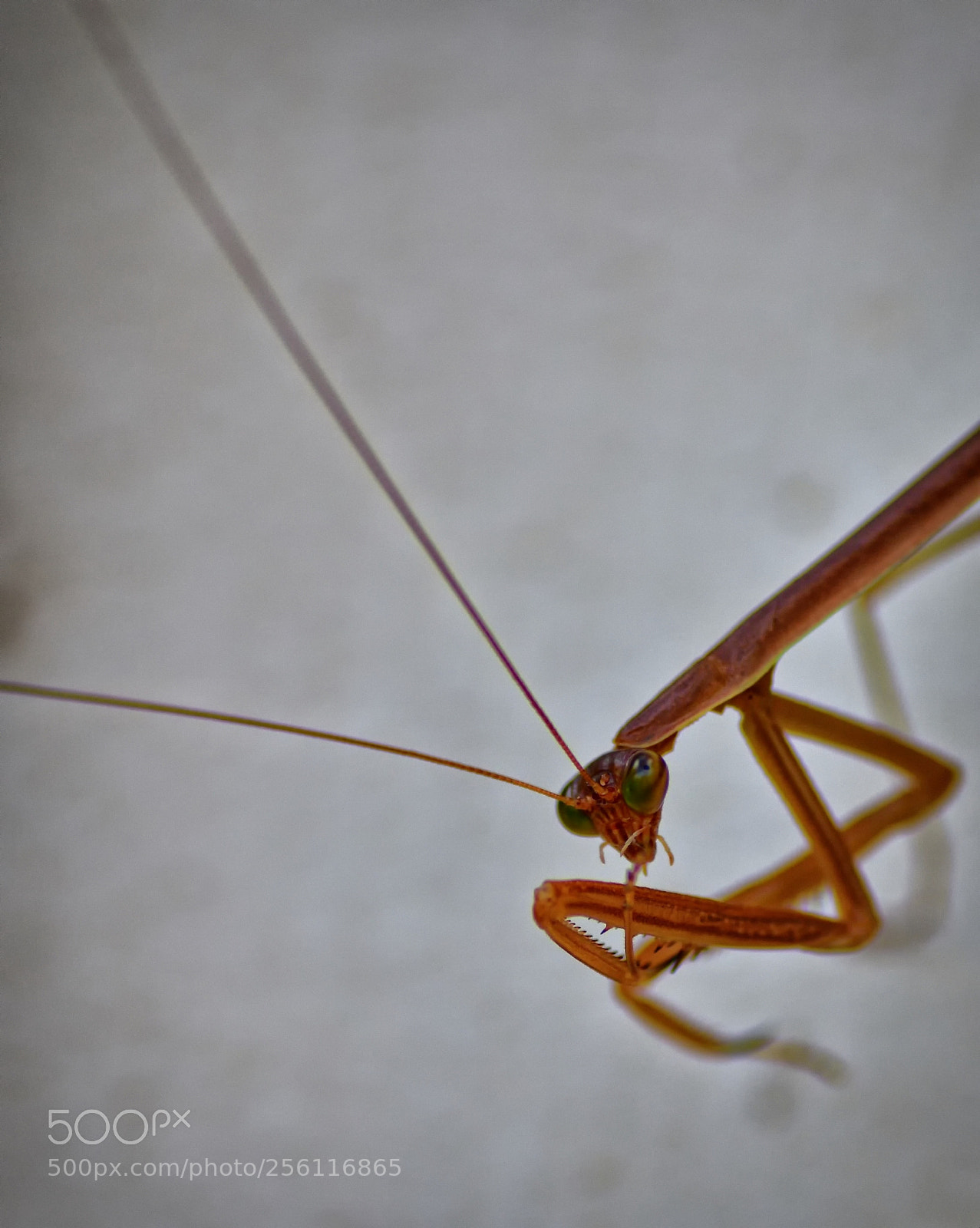 Nikon D5500 sample photo. 12 photography