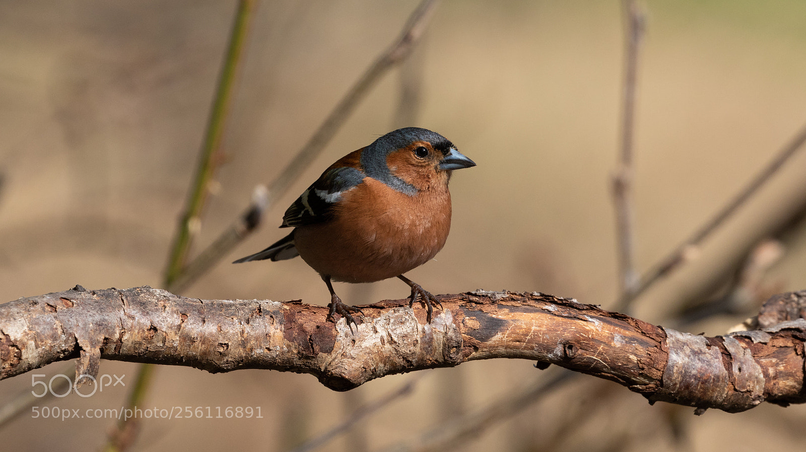 Canon EOS 7D Mark II sample photo. Common chaffinch photography