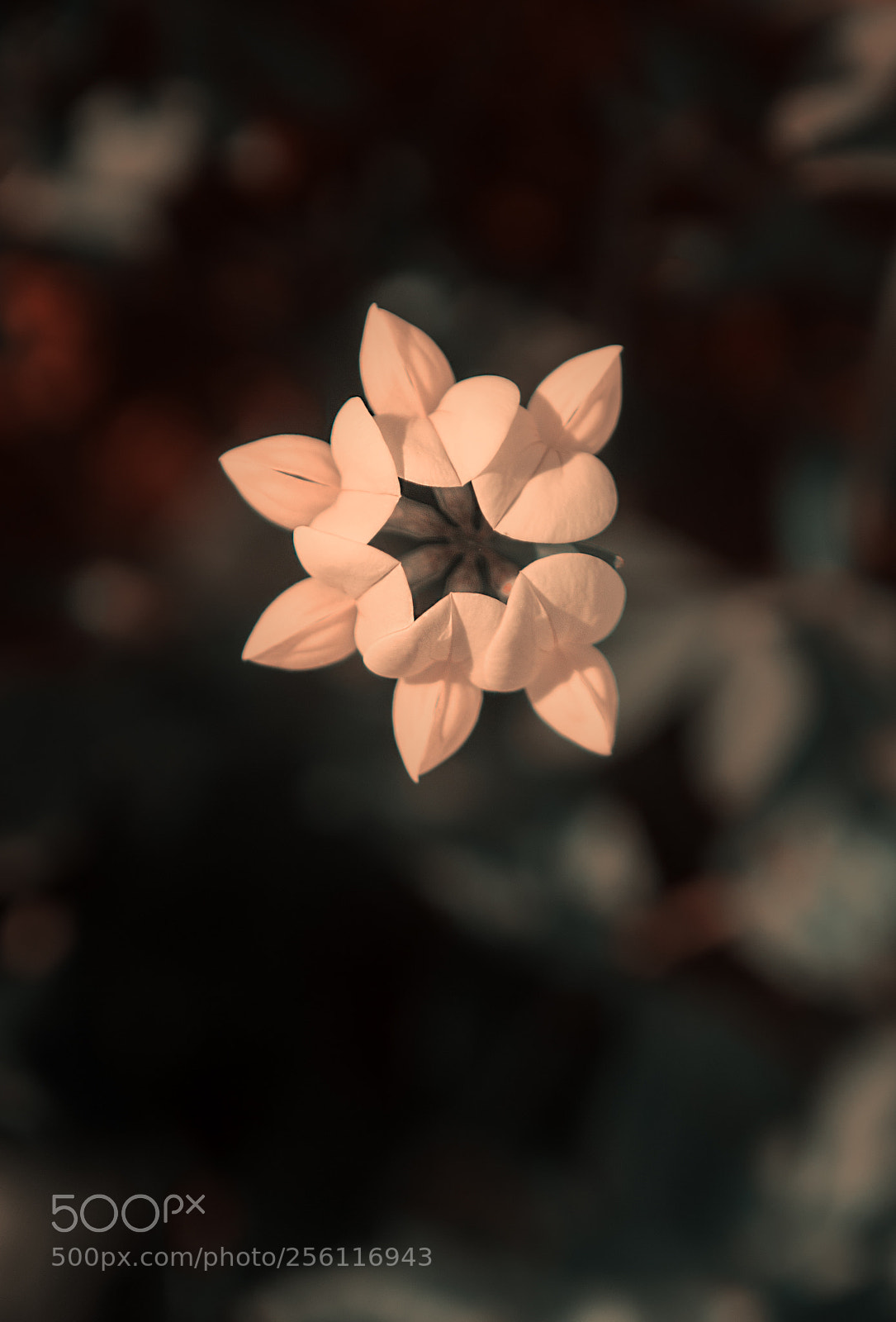 Nikon D610 sample photo. Flower photography