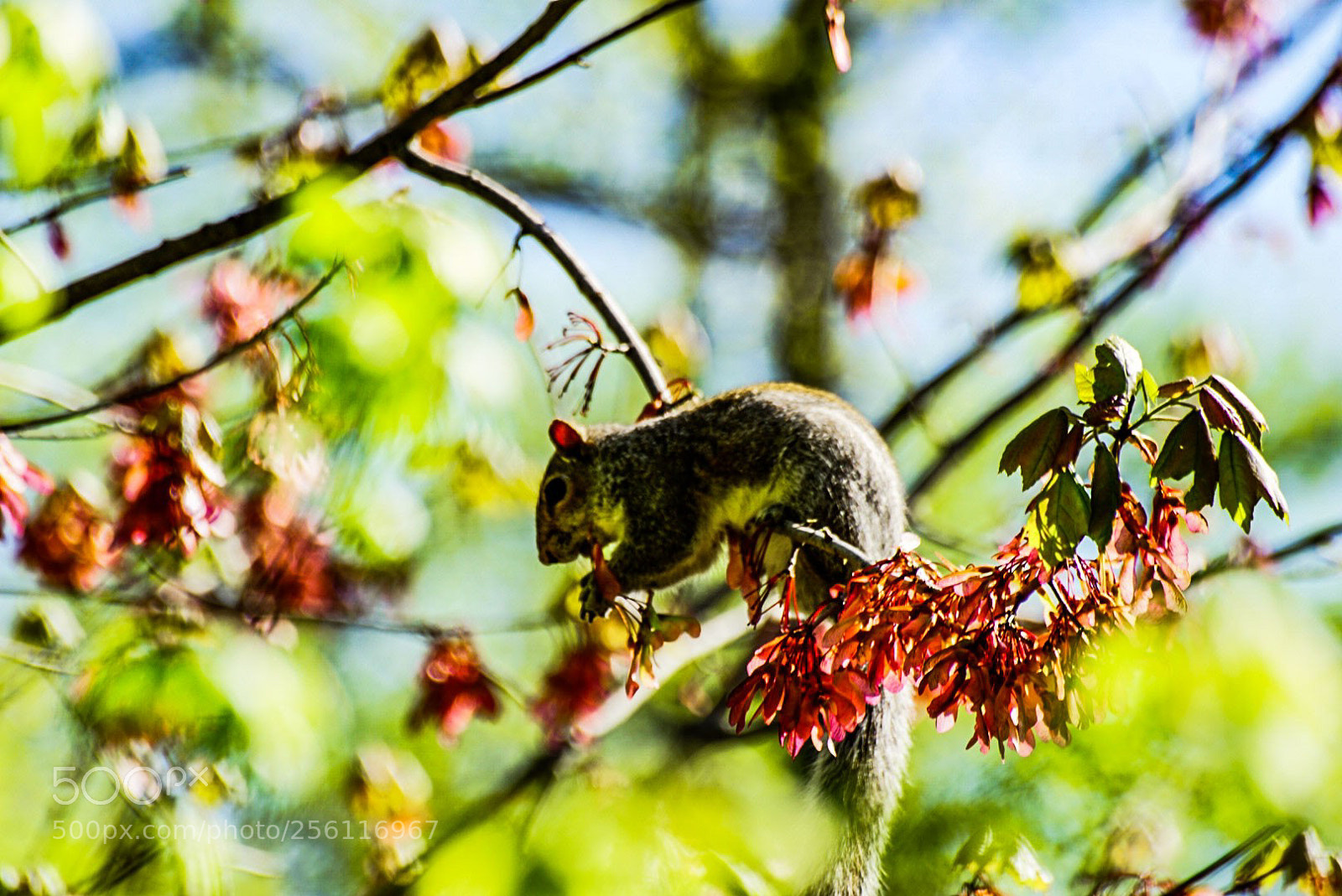 Sony a6000 sample photo. Hanging 2 photography