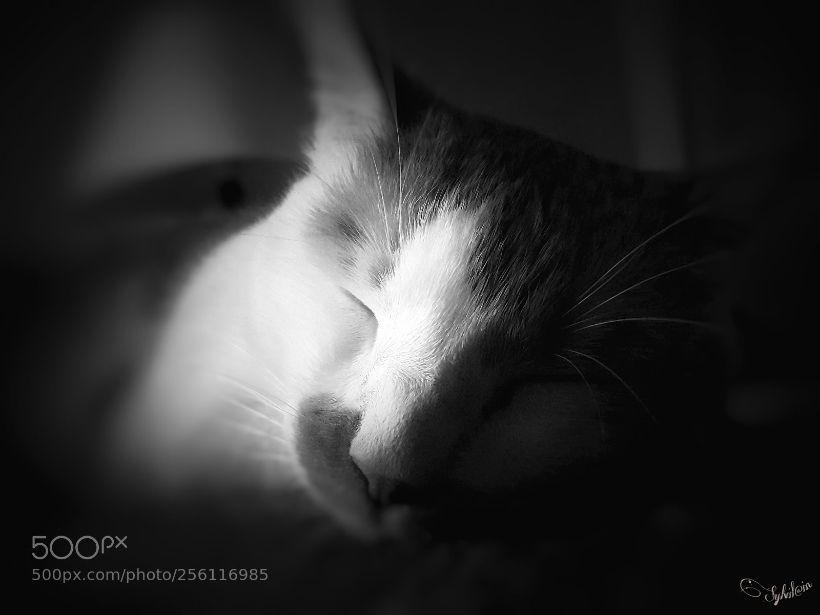 Samsung Galaxy S7 Edge sample photo. Le chat photography