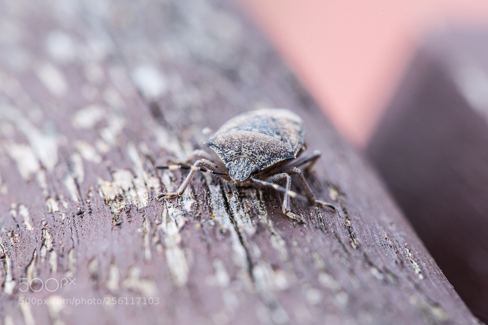 Canon EOS 6D sample photo. Parpaja photography