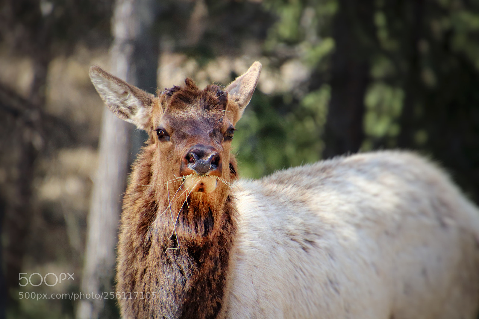 Canon EOS 800D (EOS Rebel T7i / EOS Kiss X9i) sample photo. Elk grazing. photography