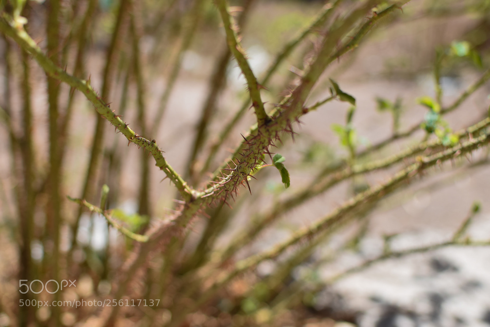 Nikon D3300 sample photo. Thorn photography
