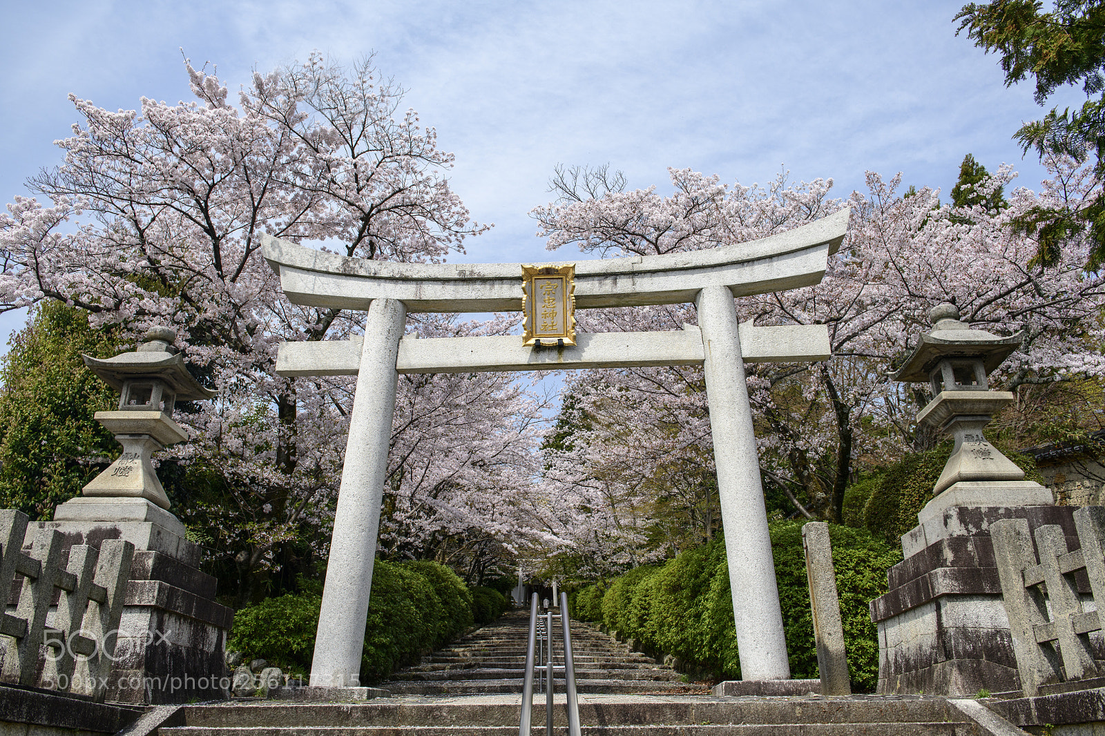 Nikon D850 sample photo. Sakura gate photography