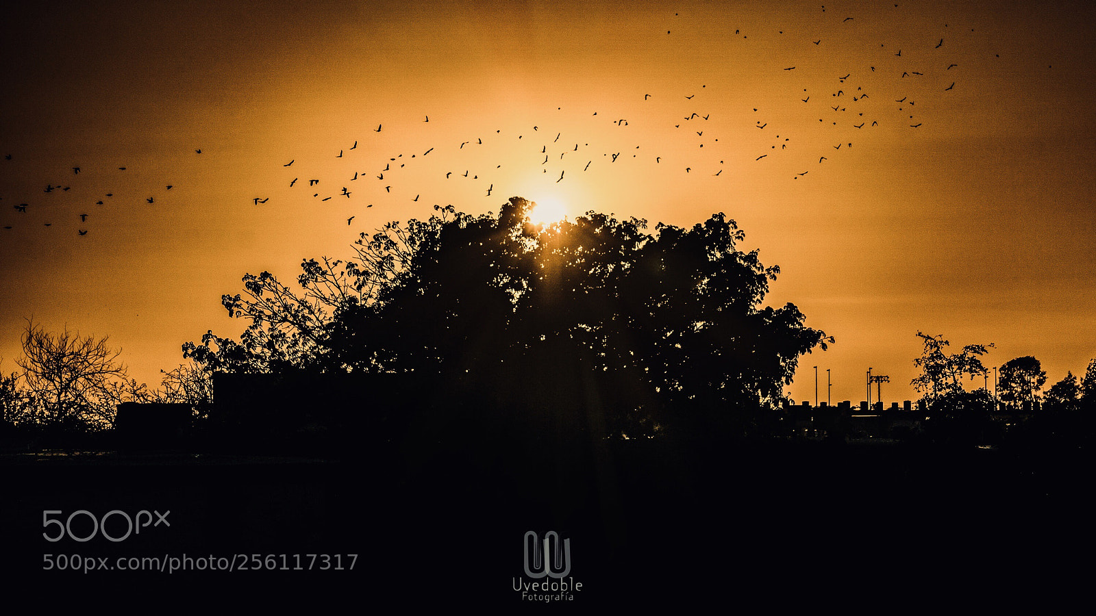 Sony a6000 sample photo. Parvada de aves y photography