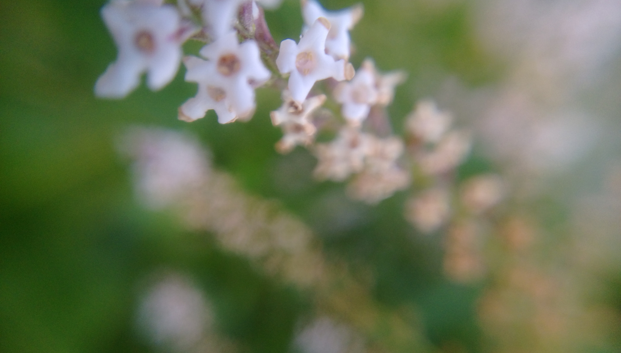 HTC DESIRE 828 DUAL SIM sample photo