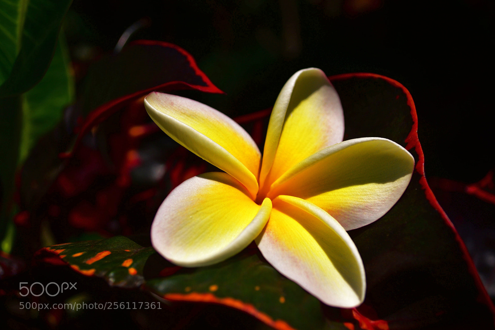 Nikon D5500 sample photo. 15 photography