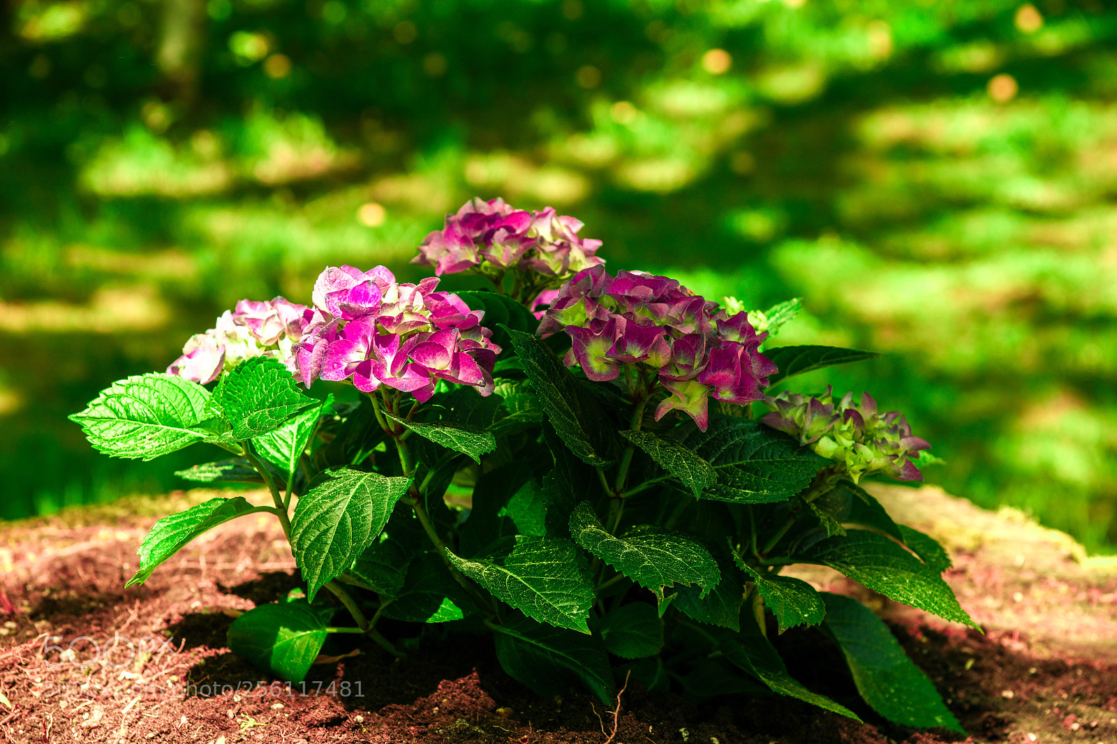 Nikon D850 sample photo. Untitled photography