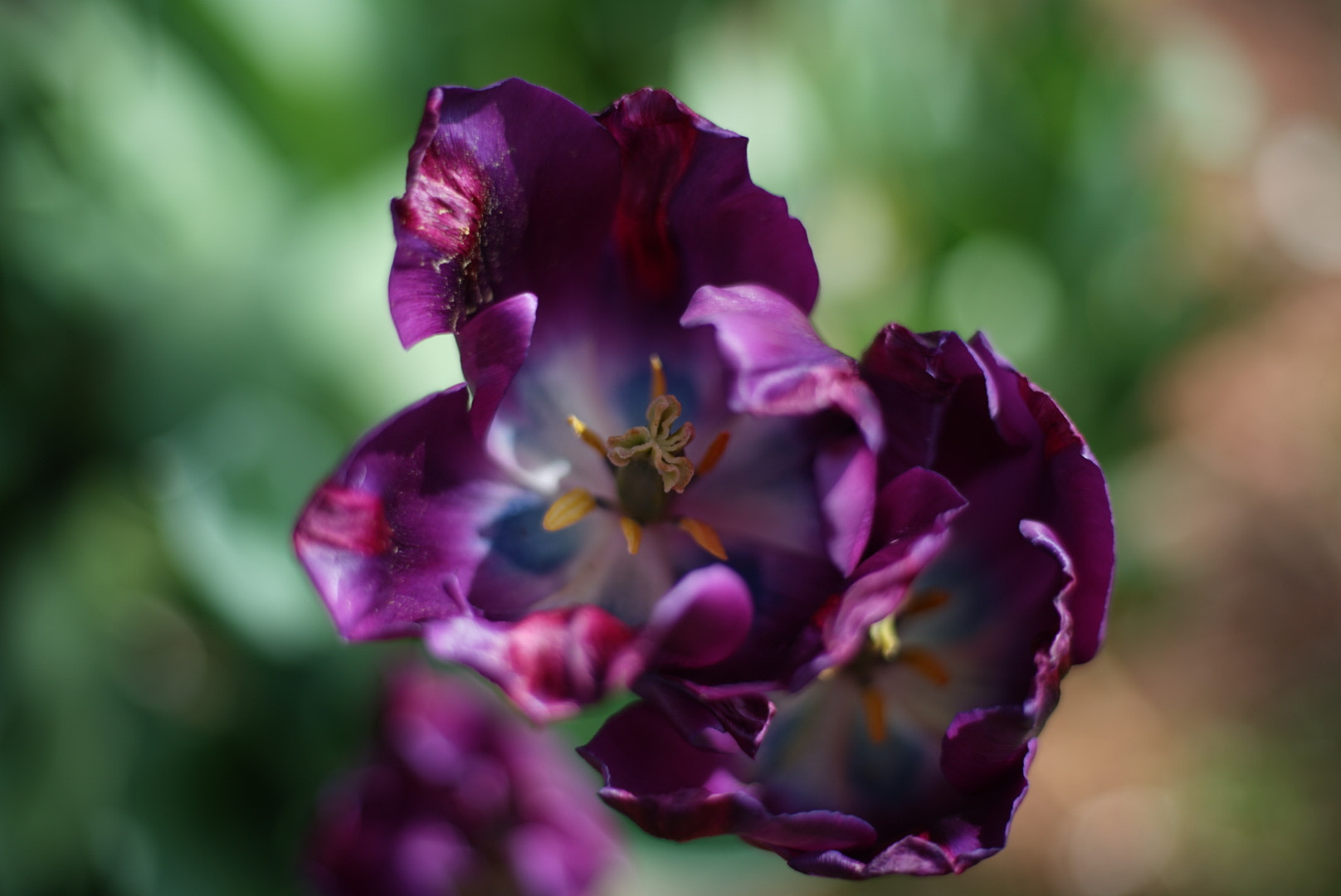 Sony a7 II + Canon EF 50mm F1.8 STM sample photo. Blooming flower photography
