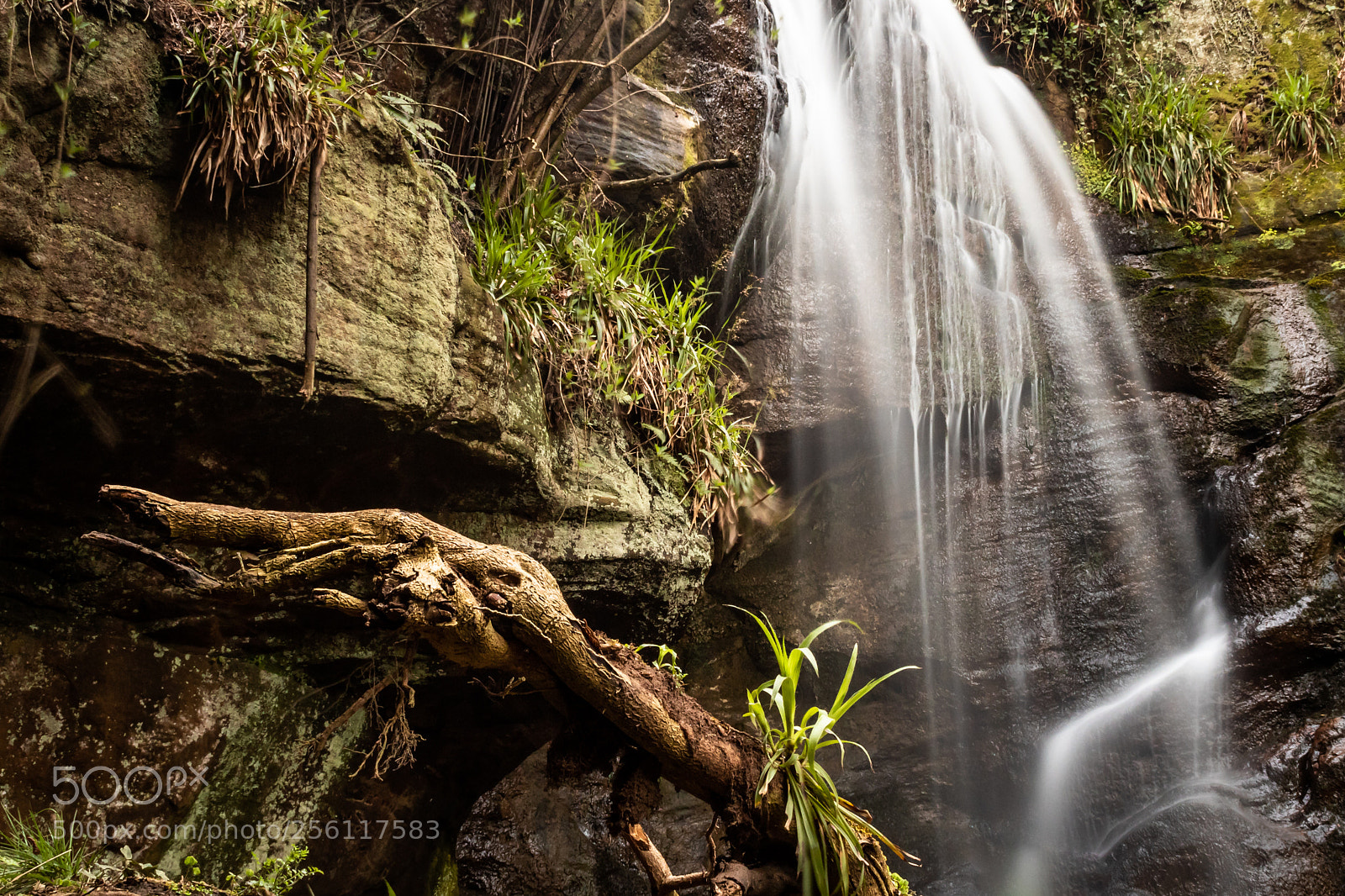 Canon EOS 750D (EOS Rebel T6i / EOS Kiss X8i) sample photo. Roughting linn photography