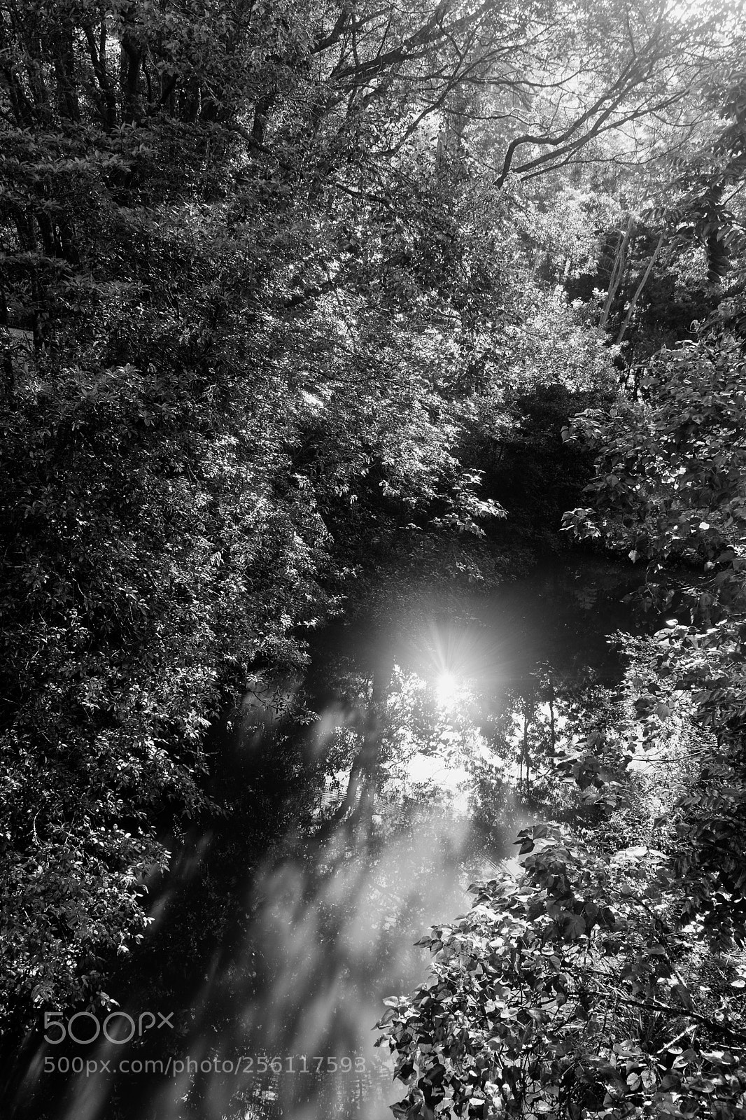 Canon EOS 80D sample photo. Tucki creek goonellabah photography