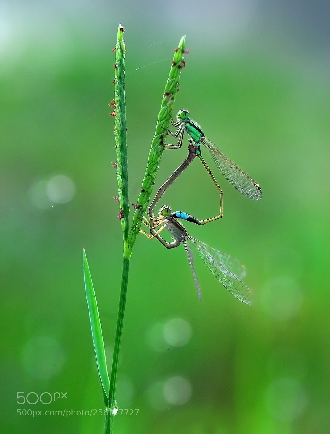 Nikon D200 sample photo. Morning intimate photography