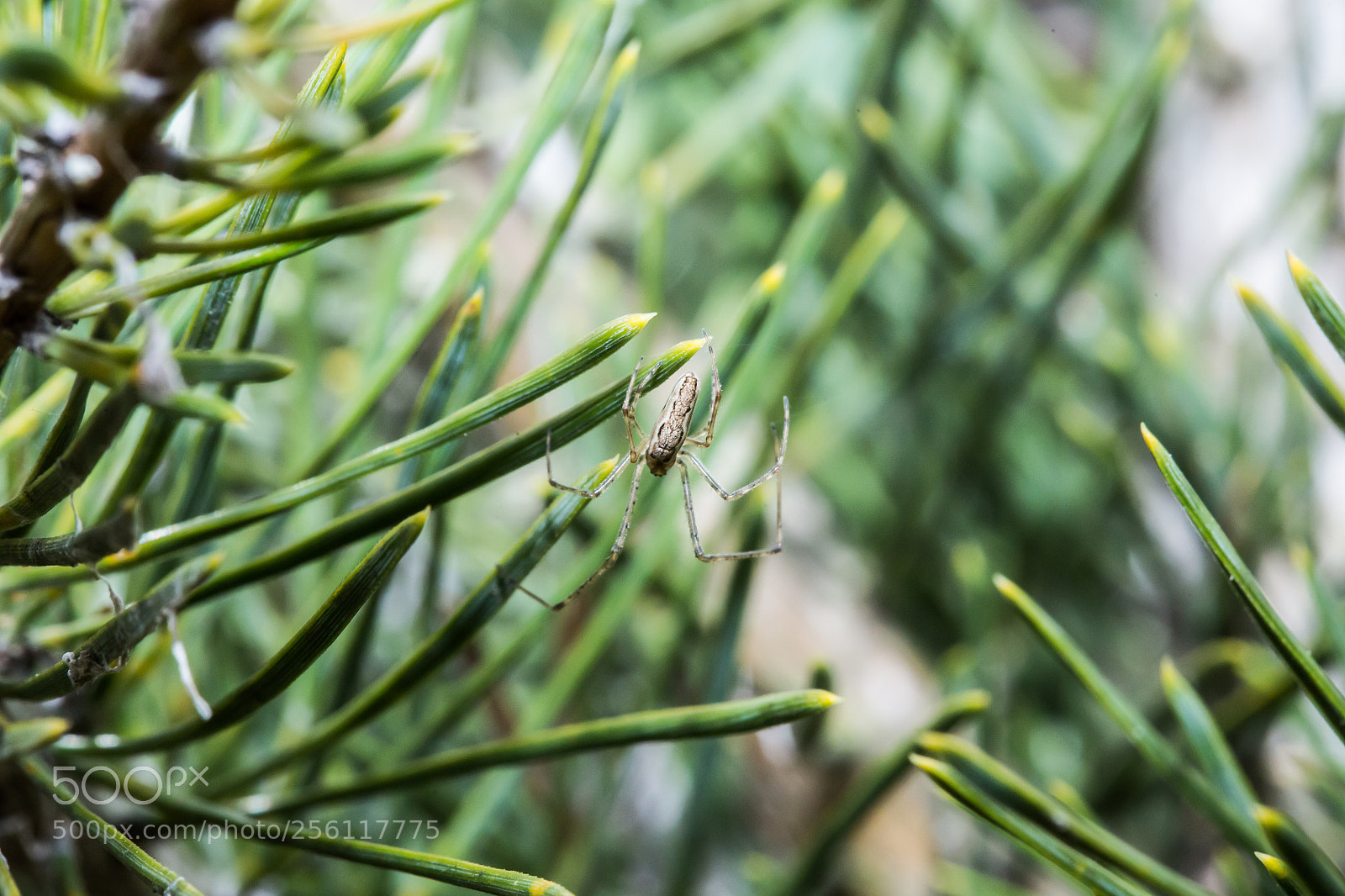 Canon EOS 6D sample photo. Spider photography