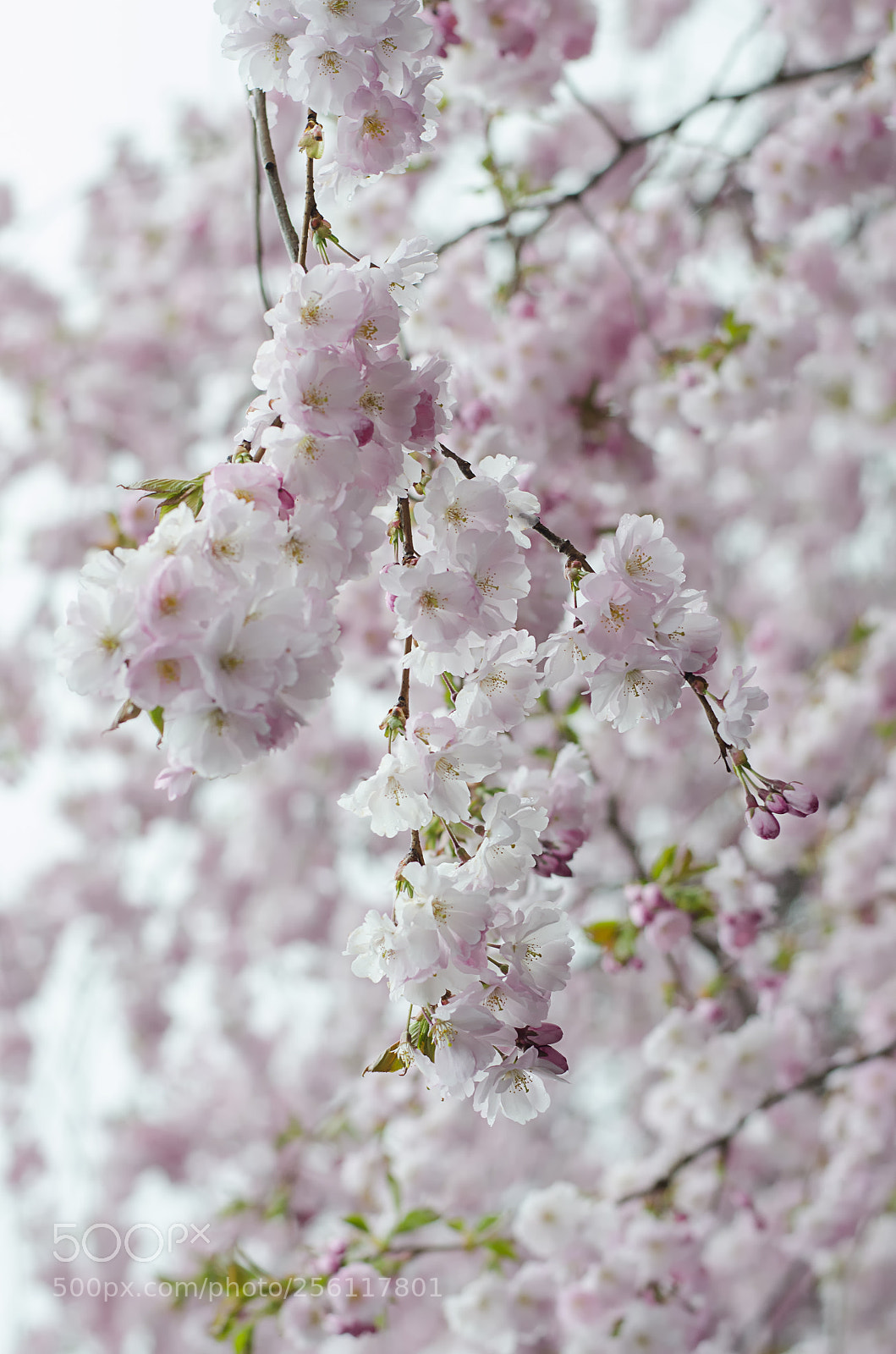 Nikon D5100 sample photo. A cherry blossom in photography