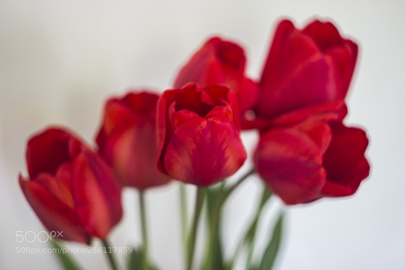 Canon EOS 600D (Rebel EOS T3i / EOS Kiss X5) sample photo. Tulips for my crash photography