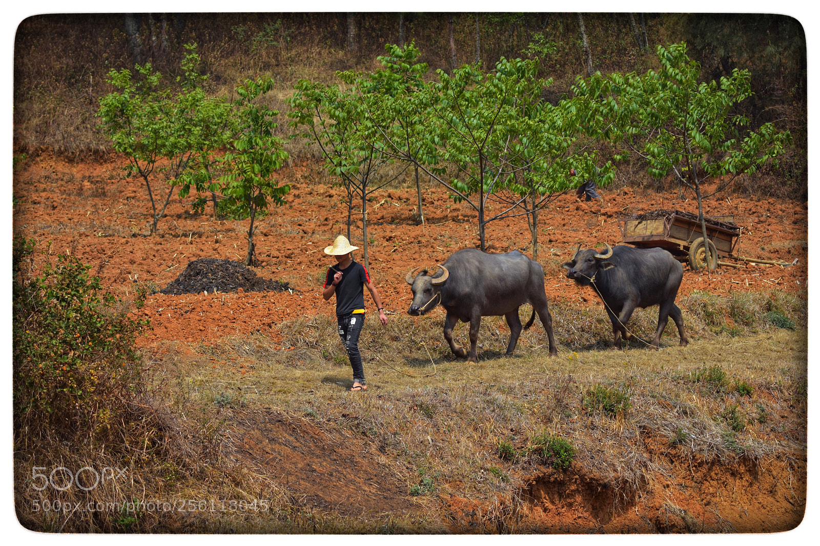 Nikon D7200 sample photo. Pasture cattle photography